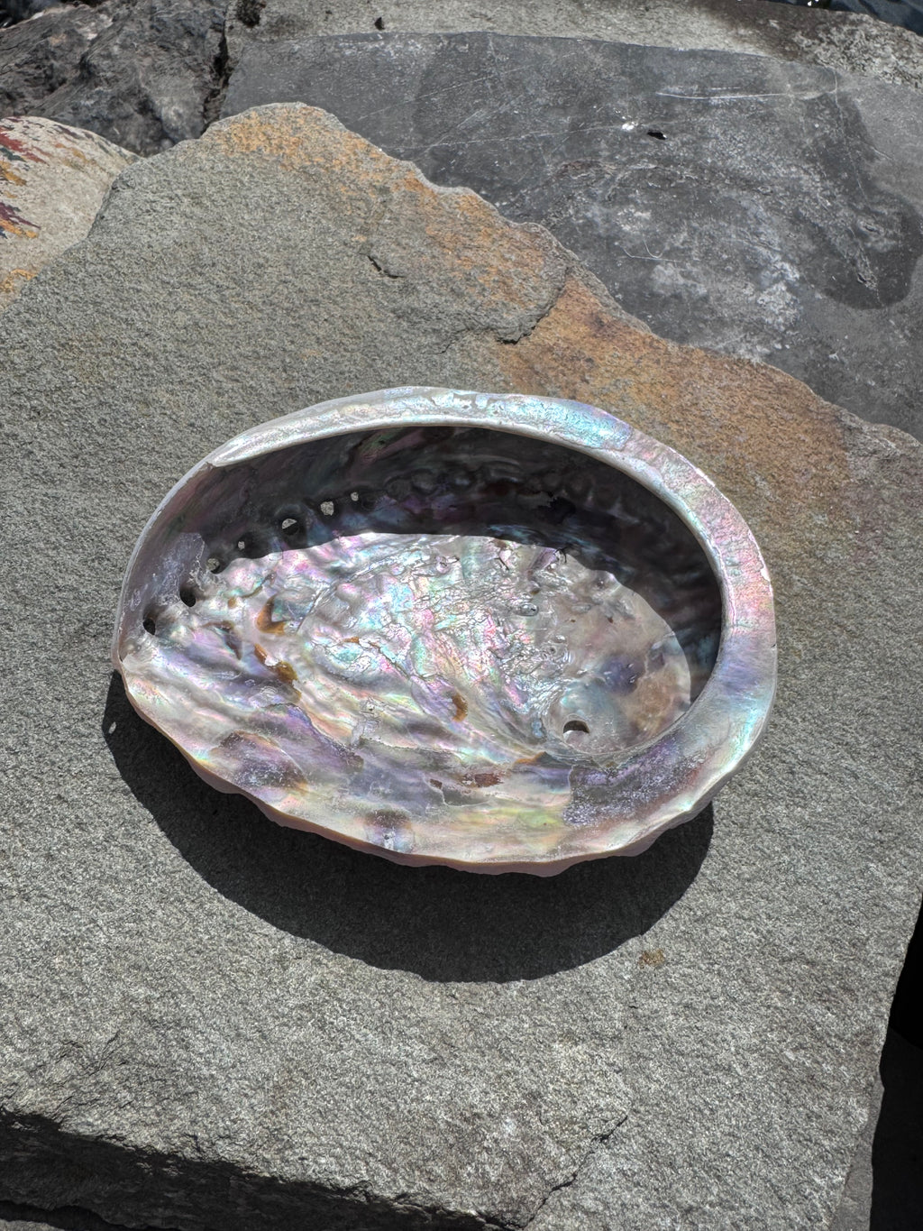 Abalone Muschel - klein
