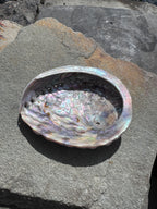 Abalone Muschel - klein
