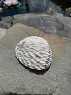 Abalone Muschel - klein
