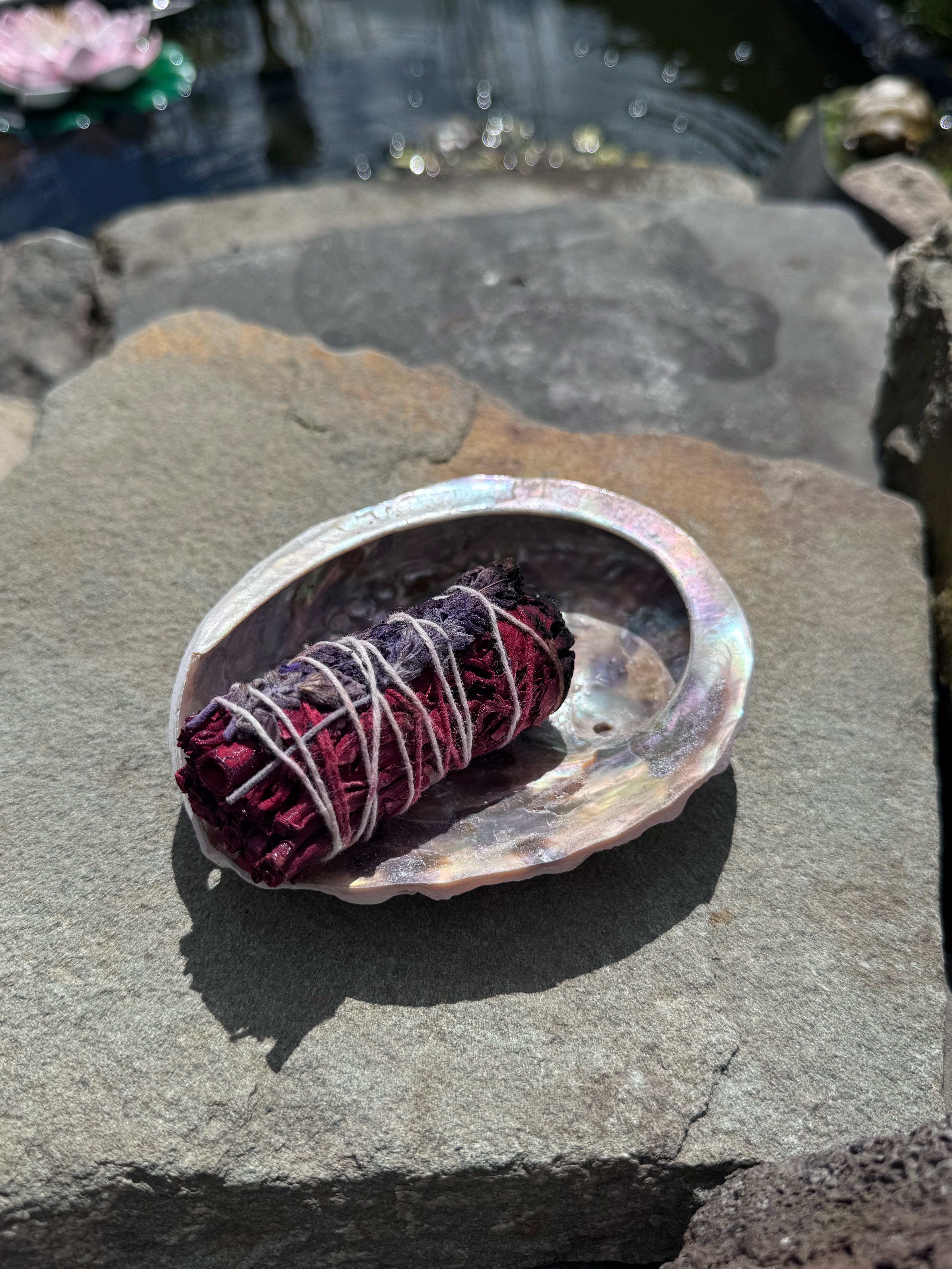 Abalone Muschel - klein